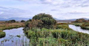 Read more about the article  An tSaileach Rua <br><span style='font-size:16px;'>Salix cinerea fosp. oleifolia</span>