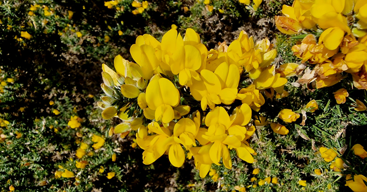 You are currently viewing  An tAiteann Gallda <br><span style='font-size:16px;'>Ulex europaeus</span>