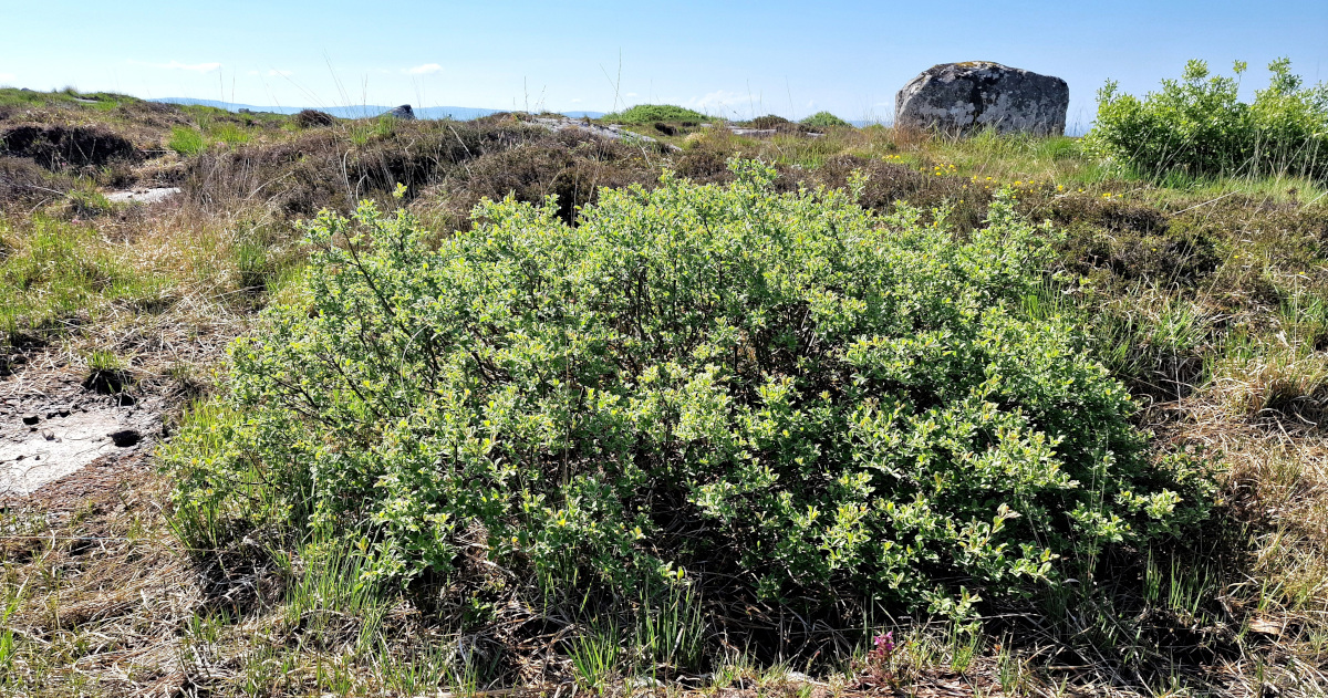 You are currently viewing  An Crann Sníofa <br><span style='font-size:16px;'>Salix aurita</span>