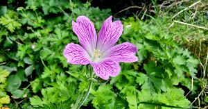 Read more about the article Geranium x oxonianum*