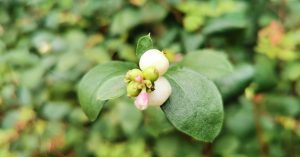 Read more about the article  Póirín Sneachta <br><span style='font-size:16px;'>Symphoricarpos albus</span>