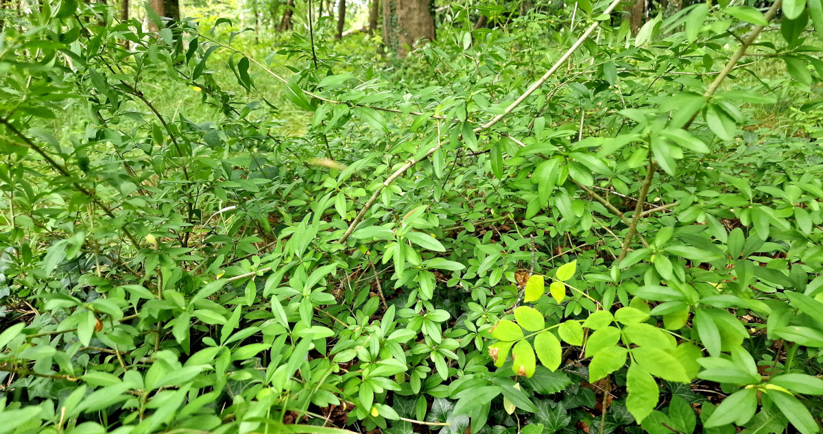 You are currently viewing  An Pribhéad <br><span style='font-size:16px;'>Ligustrum vulgare</span>