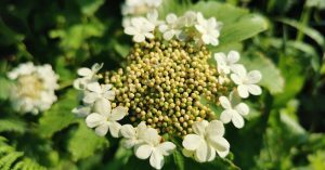 Read more about the article  An Chaor Chon <br><span style='font-size:16px;'>Viburnum opulus</span>