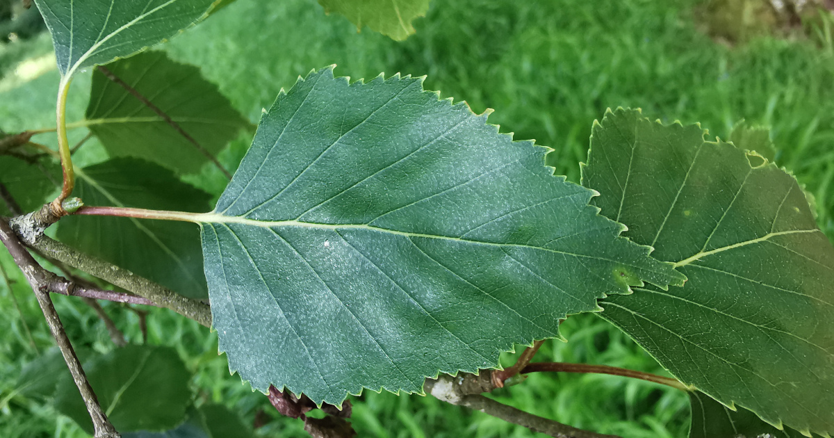 You are currently viewing  An Bheith Gheal <br><span style='font-size:16px;'>Betula pendula</span>