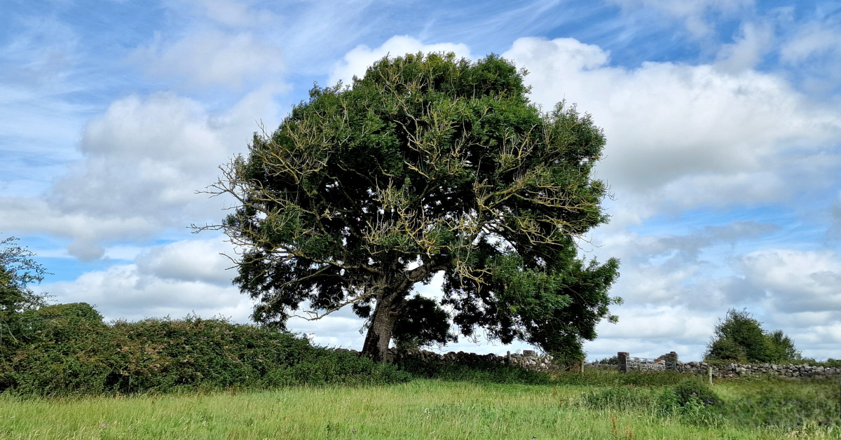 You are currently viewing  An Fhuinseog <br><span style='font-size:16px;'>Fraxinus excelsior</span>