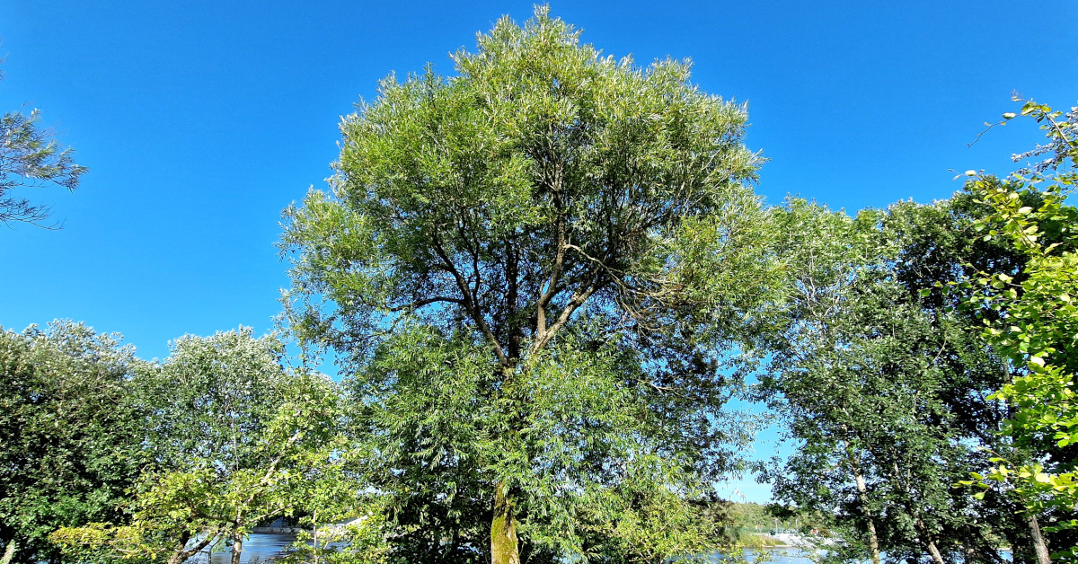 You are currently viewing  An tSaileach Bhán <br><span style='font-size:16px;'>Salix alba</span>