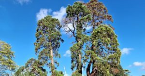 Read more about the article  An Mhórghiúis Dhúdach <br><span style='font-size:16px;'>Sequoiadendron giganteum</span>