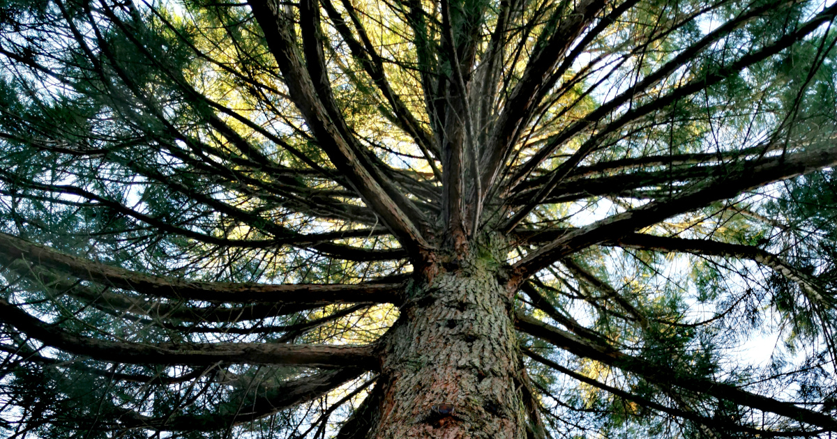 You are currently viewing  An Chrónghiúis <br><span style='font-size:16px;'>Sequoia sempervirens</span>