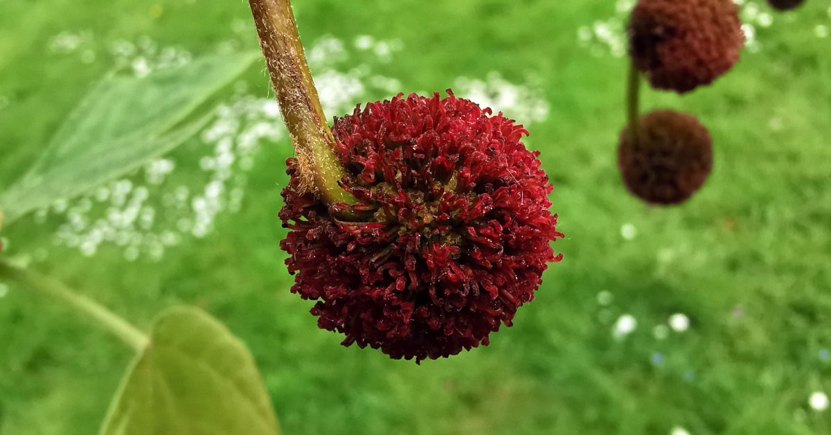 You are currently viewing  Plána Londan <br><span style='font-size:16px;'>Platanus x hispanica</span>